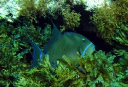 This Triggerfish was seen April 2006 in Isla Mujeres. I u... by Bonnie Conley 